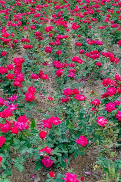 Bahçedeki güzel güller