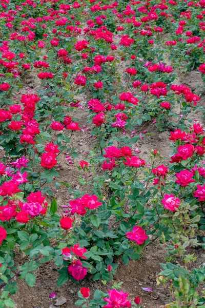 Bahçede pembe güller