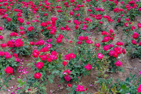 Bahçede güzel kırmızı güller