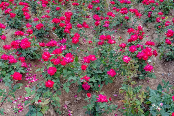 Bahçedeki güzel pembe güller