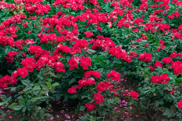 Bahçede çiçek açan kırmızı çalı çalısı.