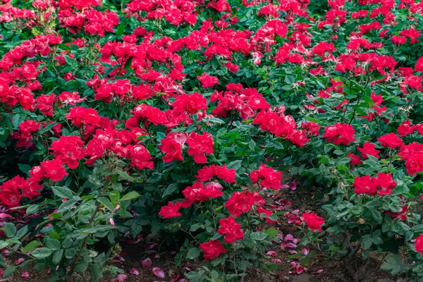Bahçedeki güzel çiçekler