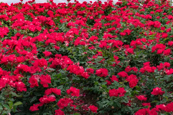 Bahçedeki güzel kırmızı güller