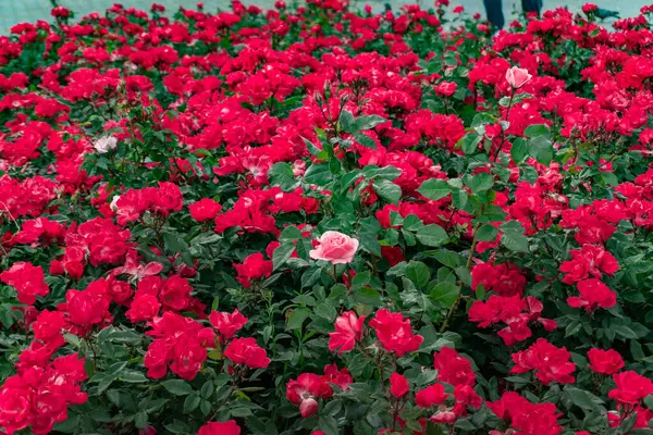 Bahçedeki güzel çiçekler