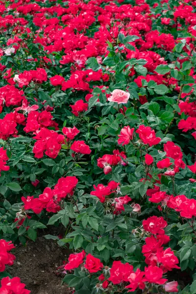 Bahçedeki kırmızı güller