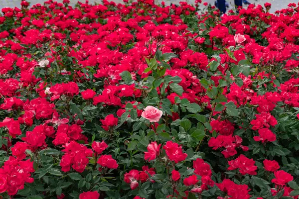 Bahçedeki güzel çiçekler