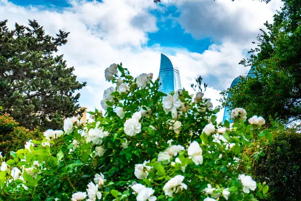 Mavi gökyüzünün arka planındaki beyaz çiçekler.