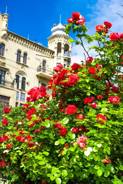 Parkta kırmızı gül