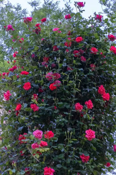 Bahçedeki güzel çiçekler