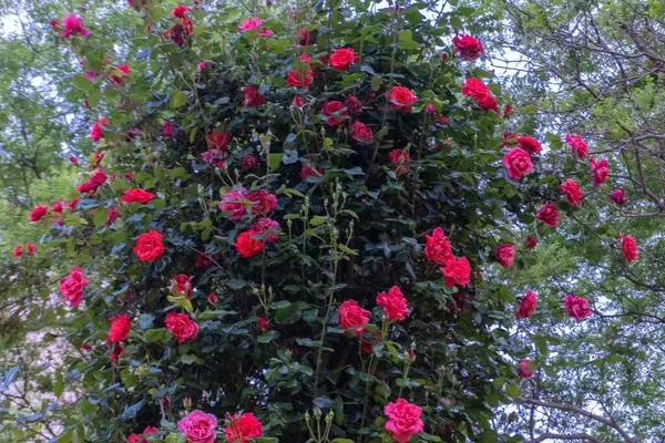 Bahçedeki kırmızı güller