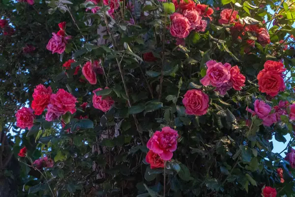 Bahçedeki güzel çiçekler