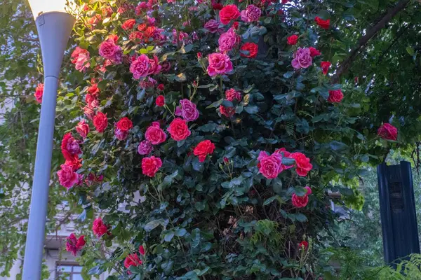 Bahçedeki güzel çiçekler