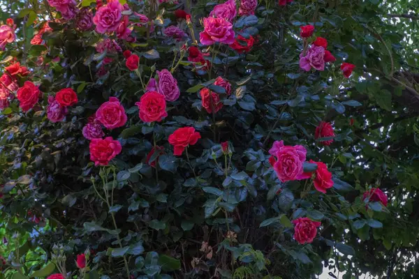 Bahçedeki güzel çiçekler