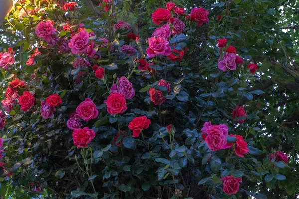 Bahçedeki güzel çiçekler