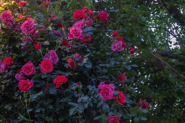 Bahçedeki güzel çiçekler