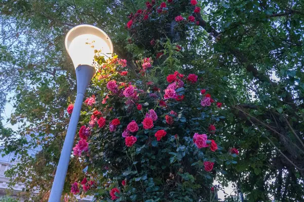 Bahçedeki güzel çiçekler