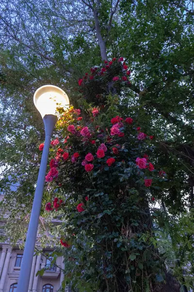 Güzel sonbahar yaprakları, bitki örtüsü