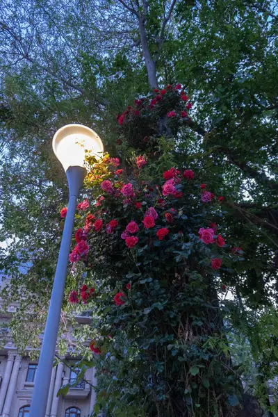 Güzel botanik fotoğrafı, doğal duvar kağıdı.