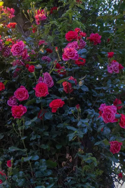 Bahçedeki güzel çiçekler