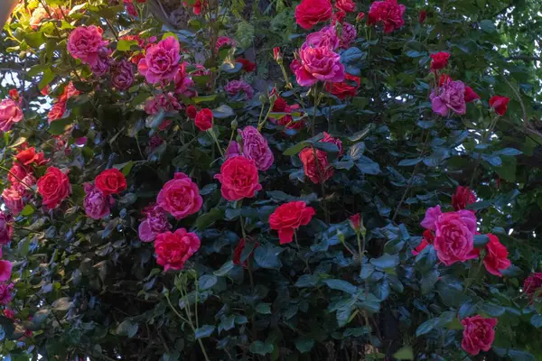 Bahçedeki güzel çiçekler