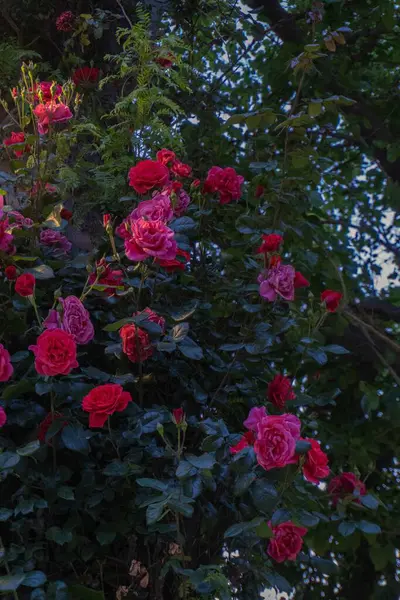 Bahçedeki güzel çiçekler