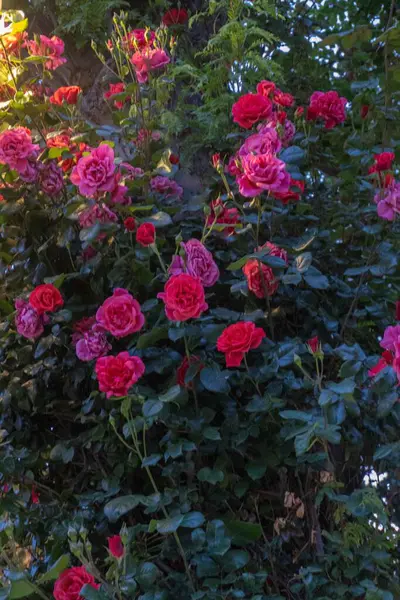 Bahçedeki güzel çiçekler