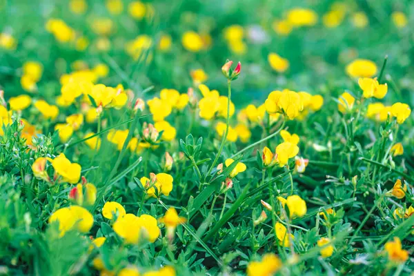 Çimlerin üzerinde sarı çiçek