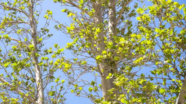 Ağaçtaki yeşil yapraklar. bahar doğası