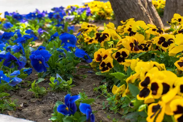 Şehir parkında bahar zamanı yakalandı..