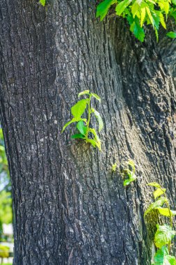 Şehir parkında bahar zamanı yakalandı..
