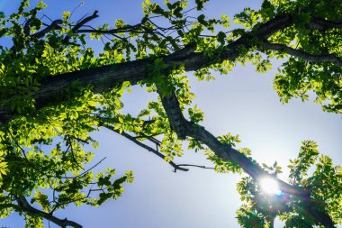 Şehir parkında bahar zamanı yakalandı..