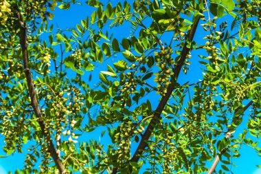 Şehir parkında bahar zamanı yakalandı..