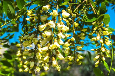 Şehir parkında bahar zamanı yakalandı..