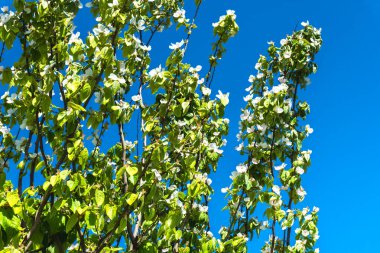 Şehir parkında bahar zamanı yakalandı..