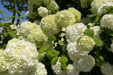 Şehir parkında bahar zamanı yakalandı..