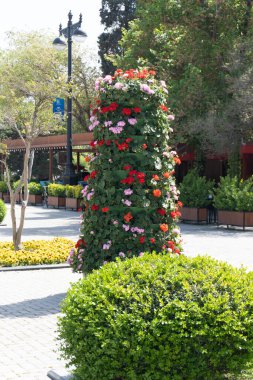 Şehir parkında bahar zamanı yakalandı..