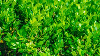 Şehir parkında bahar zamanı yakalandı..