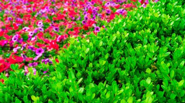 Şehir parkında bahar zamanı yakalandı..