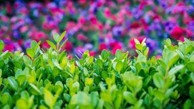 Şehir parkında bahar zamanı yakalandı..