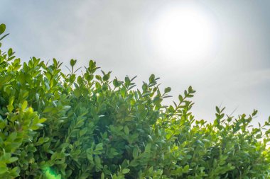 Şehir parkında bahar zamanı yakalandı..