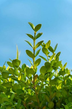 Şehir parkında bahar zamanı yakalandı..