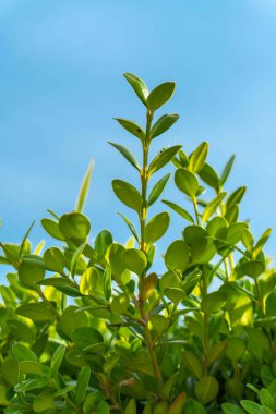 Şehir parkında bahar zamanı yakalandı..