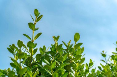 Şehir parkında bahar zamanı yakalandı..