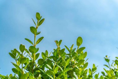 Şehir parkında bahar zamanı yakalandı..