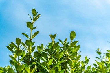 Şehir parkında bahar zamanı yakalandı..