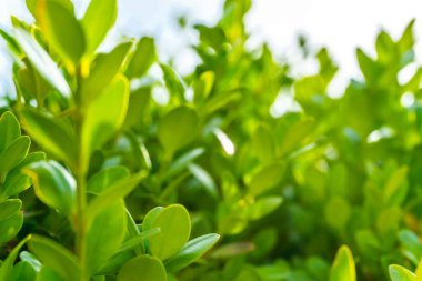 Şehir parkında bahar zamanı yakalandı..