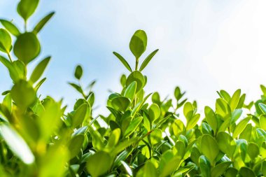 Şehir parkında bahar zamanı yakalandı..