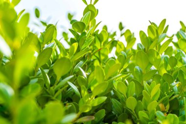 Şehir parkında bahar zamanı yakalandı..