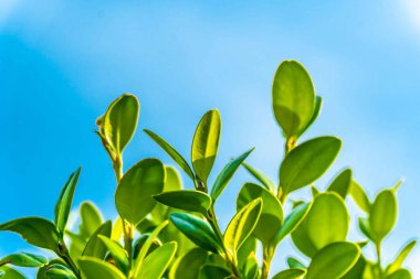 Şehir parkında bahar zamanı yakalandı..