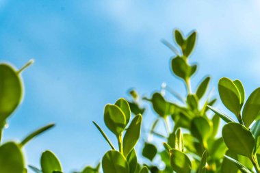 Şehir parkında bahar zamanı yakalandı..